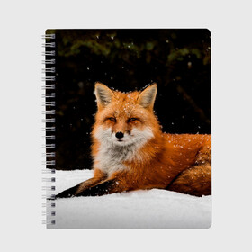 Тетрадь с принтом Лиса и снег в Тюмени, 100% бумага | 48 листов, плотность листов — 60 г/м2, плотность картонной обложки — 250 г/м2. Листы скреплены сбоку удобной пружинной спиралью. Уголки страниц и обложки скругленные. Цвет линий — светло-серый
 | Тематика изображения на принте: fox | foxy | животные | звери | зима | зимняя | лиса | лисичка | лисы | природа | снег | снежная