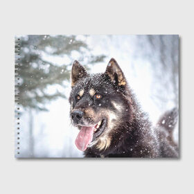 Альбом для рисования с принтом Сибирский Хаски в Тюмени, 100% бумага
 | матовая бумага, плотность 200 мг. | dog | животные | зима | пес | природа | сибирский | снег | собака | собаки | собакчка | собачки | хаски
