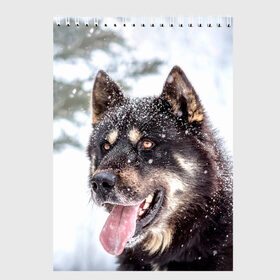 Скетчбук с принтом Сибирский Хаски в Тюмени, 100% бумага
 | 48 листов, плотность листов — 100 г/м2, плотность картонной обложки — 250 г/м2. Листы скреплены сверху удобной пружинной спиралью | dog | животные | зима | пес | природа | сибирский | снег | собака | собаки | собакчка | собачки | хаски