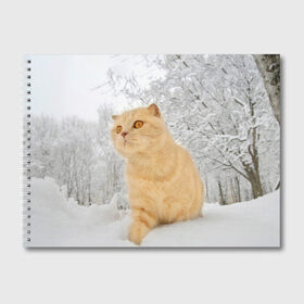 Альбом для рисования с принтом Кот и снег в Тюмени, 100% бумага
 | матовая бумага, плотность 200 мг. | cat | животные | звири | кис | киска | кот | котейка | котик | коты | котяра | кошка | кошки | природа