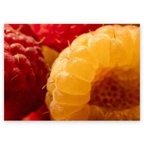 Поздравительная открытка с принтом Малина в Тюмени, 100% бумага | плотность бумаги 280 г/м2, матовая, на обратной стороне линовка и место для марки
 | еда | жёлтая | жёлтые | красная | красные | малина | малинка | природа | растение | растения | ягода | ягодки | ягоды