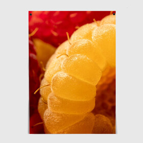 Постер с принтом Малина в Тюмени, 100% бумага
 | бумага, плотность 150 мг. Матовая, но за счет высокого коэффициента гладкости имеет небольшой блеск и дает на свету блики, но в отличии от глянцевой бумаги не покрыта лаком | Тематика изображения на принте: еда | жёлтая | жёлтые | красная | красные | малина | малинка | природа | растение | растения | ягода | ягодки | ягоды