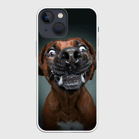 Чехол для iPhone 13 mini с принтом Это всё мне в Тюмени,  |  | dog | зубы | лапы | мем | пес | прикол | слюни | смешные животные | собака | собачка | щенок | это всё мне | юмор | язык