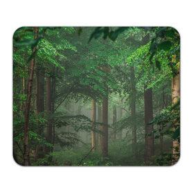 Коврик для мышки прямоугольный с принтом Тропический лес в Тюмени, натуральный каучук | размер 230 х 185 мм; запечатка лицевой стороны | Тематика изображения на принте: деревья | джунгли | зеленый лес | зелень | лес | тропики | тропический лес