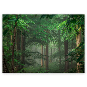Поздравительная открытка с принтом Тропический лес в Тюмени, 100% бумага | плотность бумаги 280 г/м2, матовая, на обратной стороне линовка и место для марки
 | деревья | джунгли | зеленый лес | зелень | лес | тропики | тропический лес