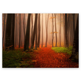 Поздравительная открытка с принтом Осенний лес в Тюмени, 100% бумага | плотность бумаги 280 г/м2, матовая, на обратной стороне линовка и место для марки
 | деревья | лес | листва | осенний лес | осень | природа