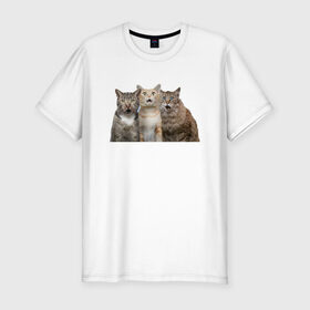 Мужская футболка хлопок Slim с принтом удивленные коты в Тюмени, 92% хлопок, 8% лайкра | приталенный силуэт, круглый вырез ворота, длина до линии бедра, короткий рукав | котики | надписи | прикол | удивление | черный кот