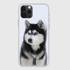 Чехол для iPhone 12 Pro с принтом ХАСКИ в Тюмени, силикон | область печати: задняя сторона чехла, без боковых панелей | dog | husky | милый | пес | песик | собака | собачка | хаски | щенок