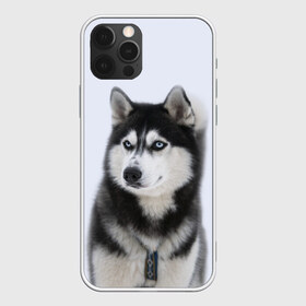 Чехол для iPhone 12 Pro Max с принтом ХАСКИ в Тюмени, Силикон |  | dog | husky | милый | пес | песик | собака | собачка | хаски | щенок