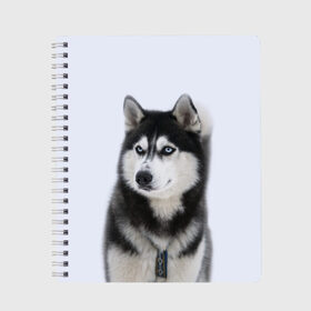Тетрадь с принтом ХАСКИ в Тюмени, 100% бумага | 48 листов, плотность листов — 60 г/м2, плотность картонной обложки — 250 г/м2. Листы скреплены сбоку удобной пружинной спиралью. Уголки страниц и обложки скругленные. Цвет линий — светло-серый
 | Тематика изображения на принте: dog | husky | милый | пес | песик | собака | собачка | хаски | щенок