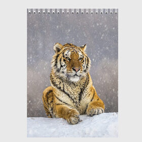 Скетчбук с принтом ТИГР ЗИМОЙ в Тюмени, 100% бумага
 | 48 листов, плотность листов — 100 г/м2, плотность картонной обложки — 250 г/м2. Листы скреплены сверху удобной пружинной спиралью | Тематика изображения на принте: tiger | амурский | бенгальский | дикий | зима | зимой | кошка | крупная | полосатый | тигр | тигренок | тигрица
