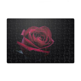 Пазл магнитный 126 элементов с принтом роза в Тюмени, полимерный материал с магнитным слоем | 126 деталей, размер изделия —  180*270 мм | гибридная роза | красная роза | роза | чайная роза | черная роза