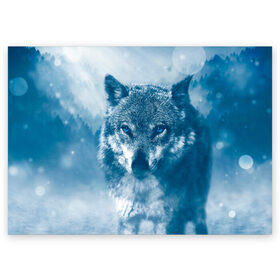 Поздравительная открытка с принтом Волк в Тюмени, 100% бумага | плотность бумаги 280 г/м2, матовая, на обратной стороне линовка и место для марки
 | animal | animals | big bad wolf | eyes | nature | predator | snow | wolf | волк | глаза | звери | зверь | природа | снег | хищник