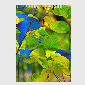 Скетчбук с принтом Листва в Тюмени, 100% бумага
 | 48 листов, плотность листов — 100 г/м2, плотность картонной обложки — 250 г/м2. Листы скреплены сверху удобной пружинной спиралью | береза | деревья | листья | осень | природа