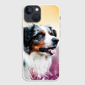 Чехол для iPhone 13 mini с принтом Австралийская Овчарка в Тюмени,  |  | dog | австралийская | животные | овчарка | пес | природа | собака | собаки | собакчка | собачки