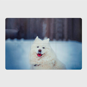 Магнитный плакат 3Х2 с принтом САМОЕД в Тюмени, Полимерный материал с магнитным слоем | 6 деталей размером 9*9 см | animals | dog | winter | домашние | друг | животные | звери | зима | лайка | пес | песель | природа | пушистый | самоед | собаки | собачка | хаски