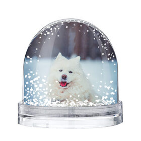 Снежный шар с принтом САМОЕД в Тюмени, Пластик | Изображение внутри шара печатается на глянцевой фотобумаге с двух сторон | animals | dog | winter | домашние | друг | животные | звери | зима | лайка | пес | песель | природа | пушистый | самоед | собаки | собачка | хаски