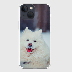 Чехол для iPhone 13 mini с принтом САМОЕД в Тюмени,  |  | animals | dog | winter | домашние | друг | животные | звери | зима | лайка | пес | песель | природа | пушистый | самоед | собаки | собачка | хаски