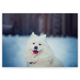 Поздравительная открытка с принтом САМОЕД в Тюмени, 100% бумага | плотность бумаги 280 г/м2, матовая, на обратной стороне линовка и место для марки
 | animals | dog | winter | домашние | друг | животные | звери | зима | лайка | пес | песель | природа | пушистый | самоед | собаки | собачка | хаски