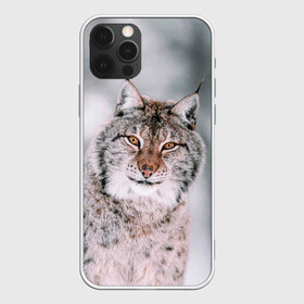 Чехол для iPhone 12 Pro Max с принтом Рысь в Тюмени, Силикон |  | cat | животные | звири | кис | киска | кот | котейка | котик | коты | котяра | кошка | кошки | природа | рысь