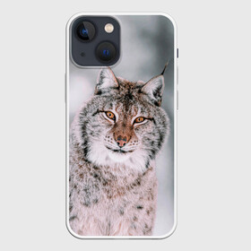 Чехол для iPhone 13 mini с принтом Рысь в Тюмени,  |  | cat | животные | звири | кис | киска | кот | котейка | котик | коты | котяра | кошка | кошки | природа | рысь