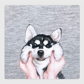 Магнитный плакат 3Х3 с принтом Хаски в Тюмени, Полимерный материал с магнитным слоем | 9 деталей размером 9*9 см | гладить собаку | животные | пёс | пёсики | серый фон | сибирский хаски | собаки | хаски