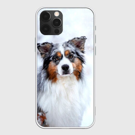 Чехол для iPhone 12 Pro Max с принтом Австралийская овчарка в Тюмени, Силикон |  | dog | австралийская | животные | овчарка | пес | природа | собака | собаки | собакчка | собачки