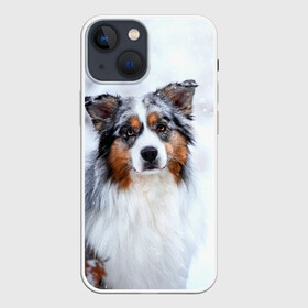 Чехол для iPhone 13 mini с принтом Австралийская овчарка в Тюмени,  |  | dog | австралийская | животные | овчарка | пес | природа | собака | собаки | собакчка | собачки