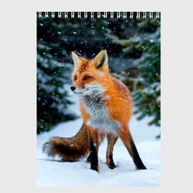 Скетчбук с принтом Лиса в зимнем лесу в Тюмени, 100% бумага
 | 48 листов, плотность листов — 100 г/м2, плотность картонной обложки — 250 г/м2. Листы скреплены сверху удобной пружинной спиралью | Тематика изображения на принте: fox | foxy | в | животные | звери | зима | зимний | зимняя | лес | лиса | лисичка | лисы | природа | снег | снежная