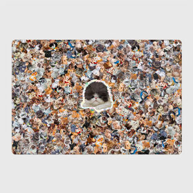 Магнитный плакат 3Х2 с принтом Котенок Персидский в Тюмени, Полимерный материал с магнитным слоем | 6 деталей размером 9*9 см | Тематика изображения на принте: 