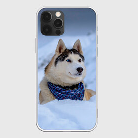Чехол для iPhone 12 Pro Max с принтом Хаски в Тюмени, Силикон |  | dog | животные | пес | природа | собака | собаки | собакчка | собачки | хаски