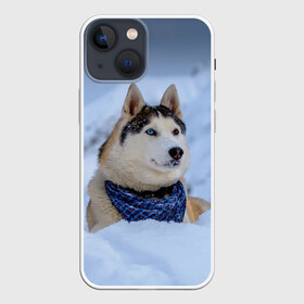 Чехол для iPhone 13 mini с принтом Хаски в Тюмени,  |  | dog | животные | пес | природа | собака | собаки | собакчка | собачки | хаски