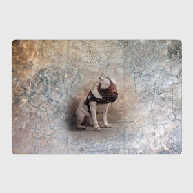 Магнитный плакат 3Х2 с принтом Бойцовый бультерьер в Тюмени, Полимерный материал с магнитным слоем | 6 деталей размером 9*9 см | Тематика изображения на принте: bull terrier | dog | ears | eyes | muzzle | paws | plaster | texture | wall | бультерьер | глаза | лапы | намордник | пёс | собака | стена | текстура | уши | штукатурка