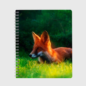 Тетрадь с принтом Рыжая лиса в Тюмени, 100% бумага | 48 листов, плотность листов — 60 г/м2, плотность картонной обложки — 250 г/м2. Листы скреплены сбоку удобной пружинной спиралью. Уголки страниц и обложки скругленные. Цвет линий — светло-серый
 | Тематика изображения на принте: fox | foxy | животное | звери | лиса | лисенок | лисичка | милая | рыжая | фокс