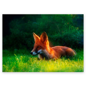 Поздравительная открытка с принтом Рыжая лиса в Тюмени, 100% бумага | плотность бумаги 280 г/м2, матовая, на обратной стороне линовка и место для марки
 | Тематика изображения на принте: fox | foxy | животное | звери | лиса | лисенок | лисичка | милая | рыжая | фокс