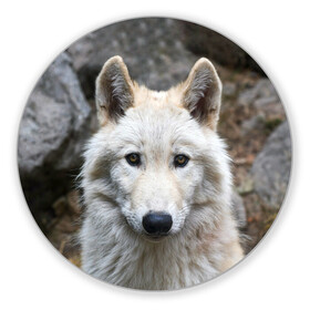 Коврик для мышки круглый с принтом Волк в Тюмени, резина и полиэстер | круглая форма, изображение наносится на всю лицевую часть | animals | wolf | волк | волки | животные | звери | зверь | луна | одиночество | одиночка | пёс | собака