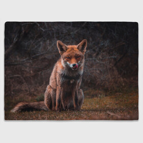 Плед 3D с принтом Хищная лисица в Тюмени, 100% полиэстер | закругленные углы, все края обработаны. Ткань не мнется и не растягивается | fox | foxy | животное | звери | лиса | лисенок | лисичка | милая | рыжая | фокс