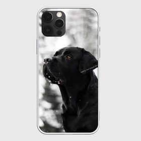 Чехол для iPhone 12 Pro Max с принтом Лабрадор Марк в Тюмени, Силикон |  | dog | winter | животные | зима | лабрадор | лабрадор ретривер | снег | собака