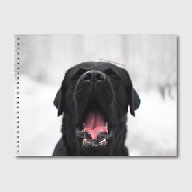Альбом для рисования с принтом Лабр Марк в Тюмени, 100% бумага
 | матовая бумага, плотность 200 мг. | dog | winter | животные | звери | зима | лабрадор | лабрадор ретривер | собаки