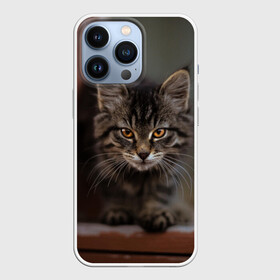 Чехол для iPhone 13 Pro с принтом мой внутренний зверь в Тюмени,  |  | взгляд | внутренний | глаза | животные | зверы | зверь | кот | котейка | котик | коты | котэ | кошки | лапы | нос | образ | прыжок | смотрит в душу | усы | уши | шерсть
