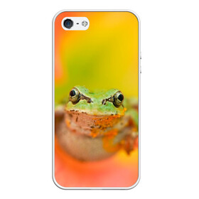Чехол для iPhone 5/5S матовый с принтом лягушка в цветке мило в Тюмени, Силикон | Область печати: задняя сторона чехла, без боковых панелей | жаба | жабка | земноводное | ква | квакуха | лягушенок | лягушка | макро | мило | природа | пыльца | цветок