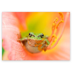 Поздравительная открытка с принтом лягушка в цветке мило в Тюмени, 100% бумага | плотность бумаги 280 г/м2, матовая, на обратной стороне линовка и место для марки
 | жаба | жабка | земноводное | ква | квакуха | лягушенок | лягушка | макро | мило | природа | пыльца | цветок