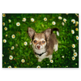 Поздравительная открытка с принтом Маленькая собака в ромашках в Тюмени, 100% бумага | плотность бумаги 280 г/м2, матовая, на обратной стороне линовка и место для марки
 | домашний питомец | куст | луг | малыш | нос | песик | поле | ромашки | собака | собаколюб | собачка | собачникам | уши | цветы | четвероногий друг | щенок | язык