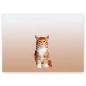 Поздравительная открытка с принтом бело-рыжий котенок реализм в Тюмени, 100% бумага | плотность бумаги 280 г/м2, матовая, на обратной стороне линовка и место для марки
 | Тематика изображения на принте: cat | kitten | бело рыжий | градиент | кот | котейка | котенок | котеночек | котик | котофей | котэ | кошка | малыш | милаш | мяу | нэко | реализм | рыже белый