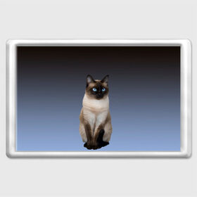 Магнит 45*70 с принтом сиамская милая кошечка в Тюмени, Пластик | Размер: 78*52 мм; Размер печати: 70*45 | cat | kitten | голубые глаза | градиент | кот | котейка | котик | кошечка | кошка | милая | мяу | сиамская | сиамский