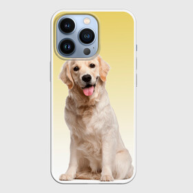 Чехол для iPhone 13 Pro с принтом Лабрадор ретривер пес в Тюмени,  |  | домашние любимцы | друг | животные | золотистый ретривер | лабрадор | пес | питомец | породистый | собака