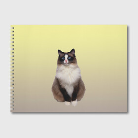 Альбом для рисования с принтом персидская пушистая кошка в Тюмени, 100% бумага
 | матовая бумага, плотность 200 мг. | ветеринар | градиент | домашний питомец | котейка | котик | коты | котэ | кошатник | кошатница | кошачьи | кошки | любитель животных | мяу | нэко | персидская | сиамская | смесь | шаблон