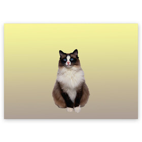 Поздравительная открытка с принтом персидская пушистая кошка в Тюмени, 100% бумага | плотность бумаги 280 г/м2, матовая, на обратной стороне линовка и место для марки
 | ветеринар | градиент | домашний питомец | котейка | котик | коты | котэ | кошатник | кошатница | кошачьи | кошки | любитель животных | мяу | нэко | персидская | сиамская | смесь | шаблон