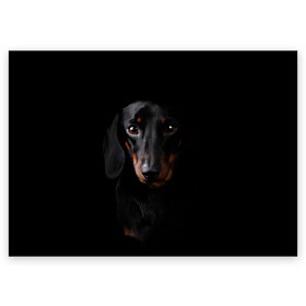 Поздравительная открытка с принтом ТАКСА в Тюмени, 100% бумага | плотность бумаги 280 г/м2, матовая, на обратной стороне линовка и место для марки
 | animal | black | dog | photo | глаза | домашние | животные | звери | пес | собакен | собаки | такса | черный