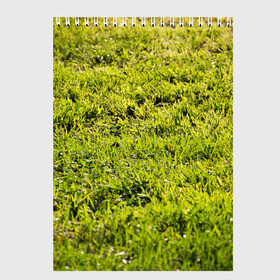 Скетчбук с принтом Трава под солнцем в Тюмени, 100% бумага
 | 48 листов, плотность листов — 100 г/м2, плотность картонной обложки — 250 г/м2. Листы скреплены сверху удобной пружинной спиралью | green day | nature | spring | summer | sun | весна | день | зелень | лес | лето | парк | поле | поляна | природа | природа россии | растения | русская природа | сад | салатовый | солнце | солнышко | сочный | текстура | тр